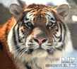 28856_tigra.jpg