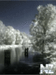 17.gif