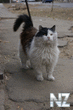 _DSC5566_399x600_.jpg