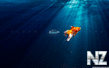 ocean_life_wallpaper_2560x1600.jpg