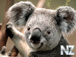 Koala.jpg