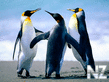 Penguins.jpg