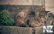 oboi_animals_135.jpg