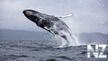 oboi_animals_116.jpg