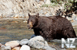 oboi_animals_068.jpg