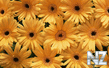 oboi_flowers_091.jpg