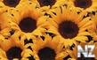 oboi_flowers_113.jpg