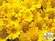 oboi_flowers_017.jpg