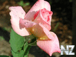 oboi_flowers_087.jpg