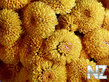 oboi_flowers_014.jpg