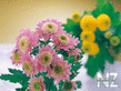 oboi_flowers_019.jpg