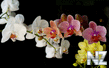 oboi_flowers_177.jpg