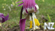 Oboi_Priroda_660.jpg