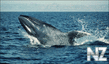 Blue Whale (Balaenoptera musculus).jpg