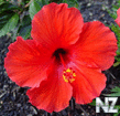 hibiscus_rosasinensis.jpg