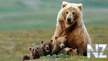 bear_007.jpg