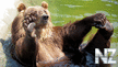 bear_009.jpg