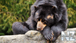 bear_020.jpg