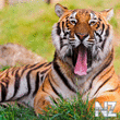 tiger-which-yawn-2048x2048.jpg