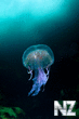 jellyfish.jpg