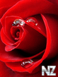 0001456490_Red_Rose.jpg