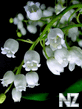 0001456296_Flower_2251.jpg