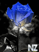 0001456158_Blue_Rose.jpg