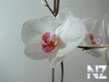 0001621765_orchid.jpg