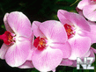 0001621774_82902282_Moth_Orchid.jpg