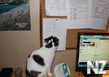1360616791_mest_kote.jpg