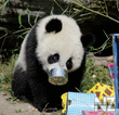 1315217858_panda.png