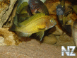 Tropheus moorii 'Ilangi yellow'.jpg