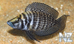 Altolamprologus Black Calvus.jpg