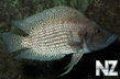 Altolamprologus White Calvus.jpg