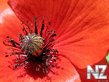 0001626960_1262527768_wild_poppy_flower.jpg