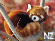 Ailurus fulgens.jpeg