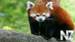 Ailurus fulgens.jpeg