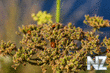 541372_tsvetok_bojya_korovka_makro_6048x4032__www_GdeFon_ru_.jpg