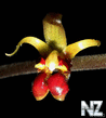 Wild_Orchids_in_Sumatra_1.jpg