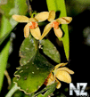 Wild_Orchids_in_Sumatra_2.jpg