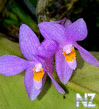 Wild_Orchids_in_Sumatra_3.jpg