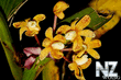 Wild_Orchids_in_Sumatra_5.jpg