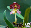 Wild_Orchids_in_Sumatra_7.jpg