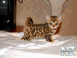 Asian Leopard kitten.jpg