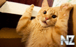 Comical_Animals_0005.jpg