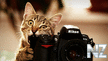 Comical_Animals_0001.jpg