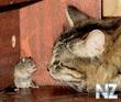 Comical_Animals_0004.jpg