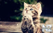 Comical_Animals_0002.jpg