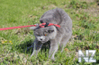 Comical_Animals_0006.jpg