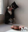 Comical_Animals_0010.jpg